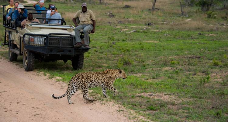 Véhicule de safari ouvert observant un léopard traversant une piste de terre dans la brousse