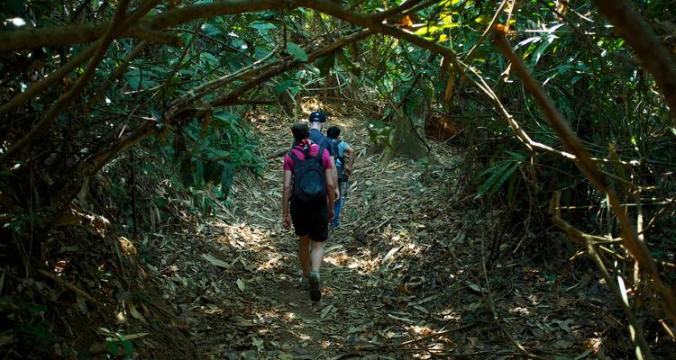 Vista trasera de excursionistas con mochilas caminando por un estrecho sendero selvático lleno de hojas