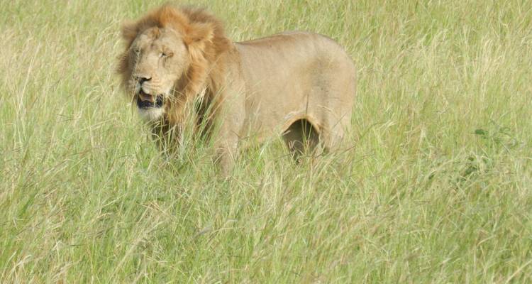 Un león macho con una crin completa camina a través del pasto alto y verde de la sabana.