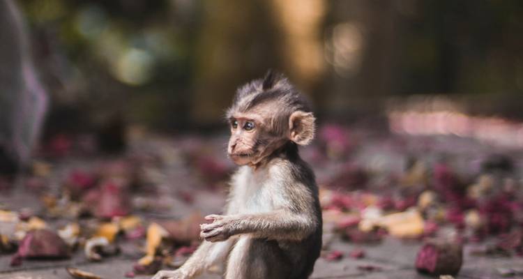 Adorable macaque bébé assis sur le sol entouré de pétales tombés, regardant d'un air pensif.