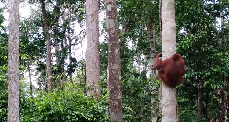 Orang-outan grimpant le tronc d'un arbre dans une forêt tropicale dense et verdoyante ; léger flou de mouvement présent.