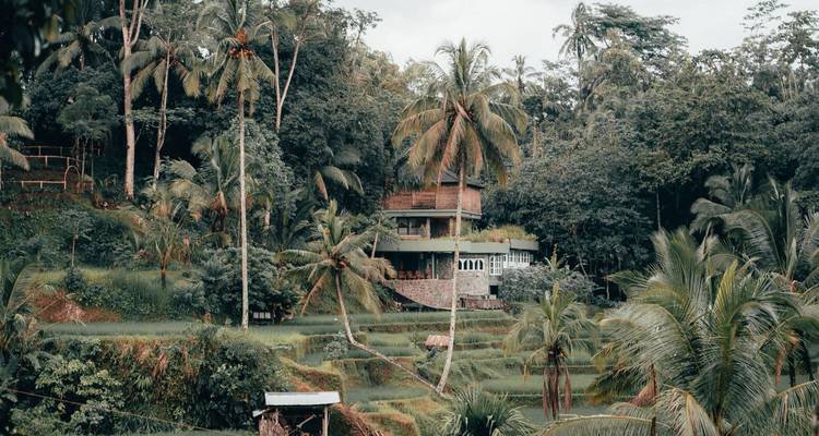 Flanc de colline verdoyant avec des terrasses de riz et des palmiers tropicaux entourant une maison en bois rustique.
