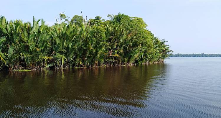 Lac d'eau douce calme bordé de palmiers denses et de palétuviers par une journée dégagée.