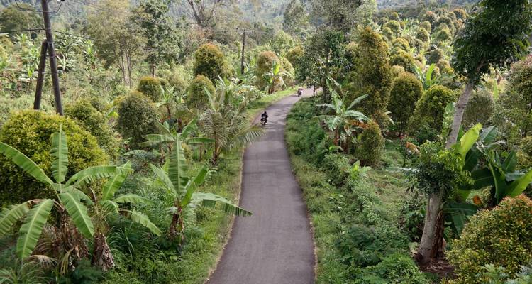 Sentier pavé étroit serpentant à travers des plantations tropicales luxuriantes avec un motocycliste au loin.
