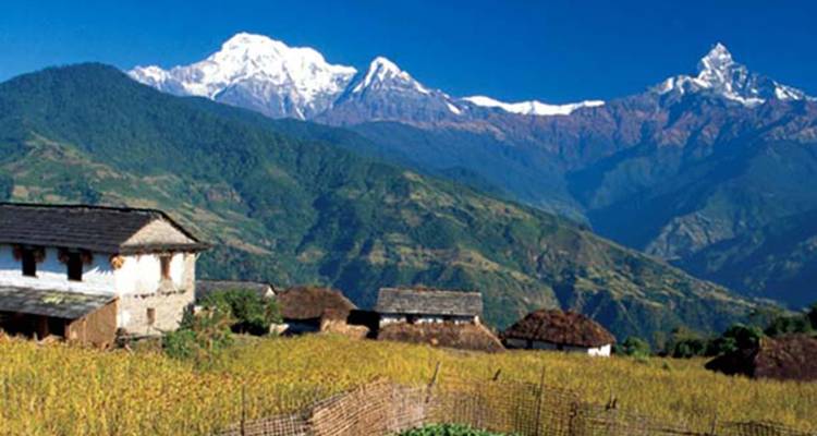 Traditional stone and thatch village houses sit in a golden field with the snow-capped Annapurna mountain range rising dramatically under a clear blue sky.