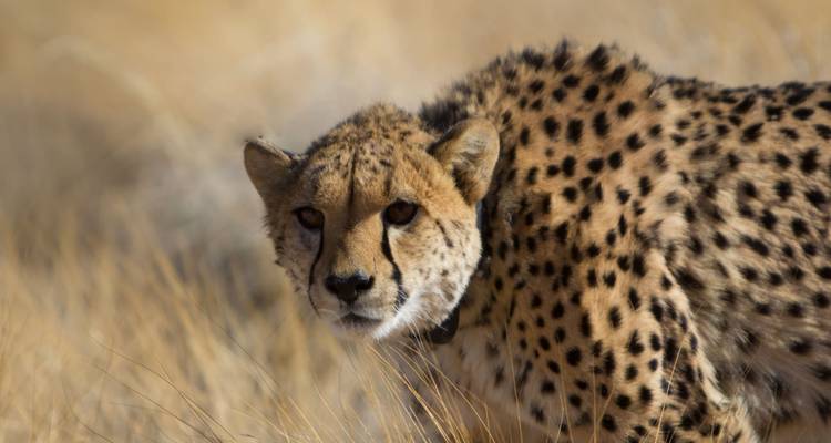 Gros plan d'un guépard dans l'herbe dorée haute regardant directement l'appareil photo.