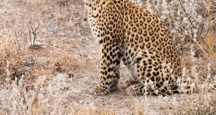 Léopard vigilant assis parmi les herbes sèches et la végétation clairsemée dans une savane semi-aride.