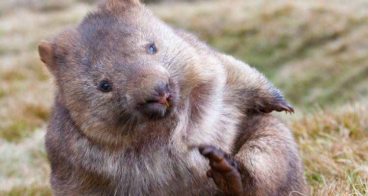 Un adorable wombat regarde curieusement l'appareil photo en étant assis dans une lande herbeuse.