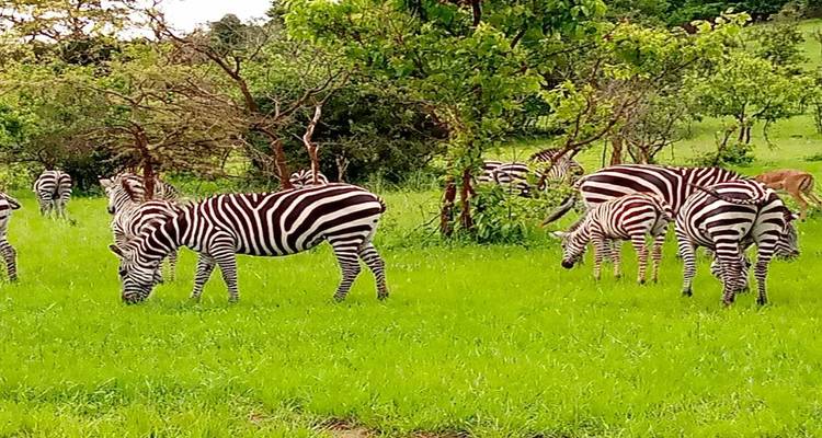 Zebraherde weidet auf üppig grüner Savanne mit verstreuten Bäumen.