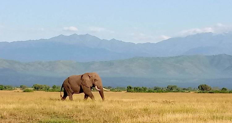Einsamer Elefant, der über goldenes Grasland mit verschwommenem Bergpanorama im Hintergrund wandert.