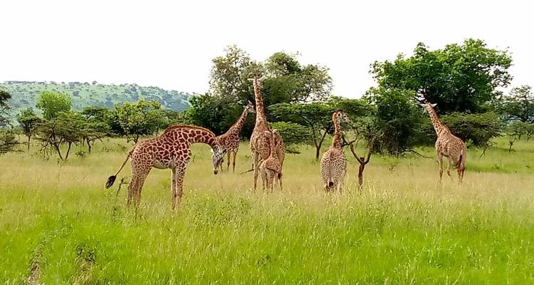Gruppe von Giraffen, die sich unter verstreuten Bäumen im hohen Gras ernähren.