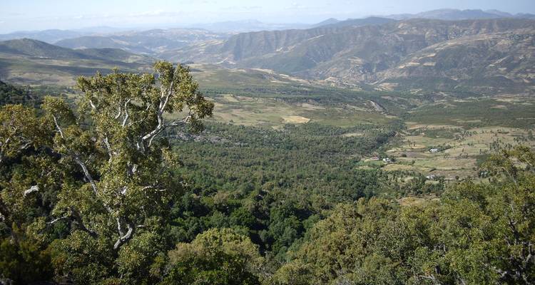 Vue panoramique des montagnes et vallées boisées du nord du Maroc avec un chêne au premier plan.