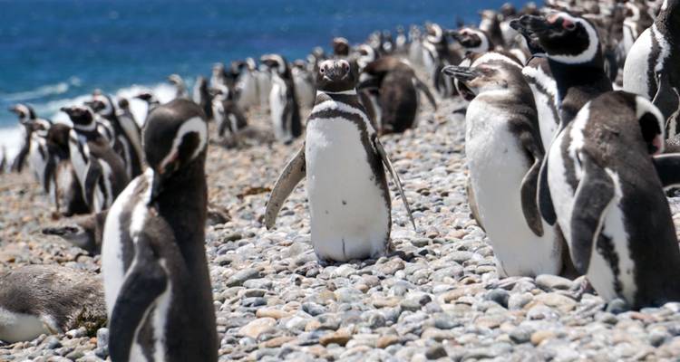 Grande colonie de manchots de Magellan se tenant sur une plage de galets près de la mer