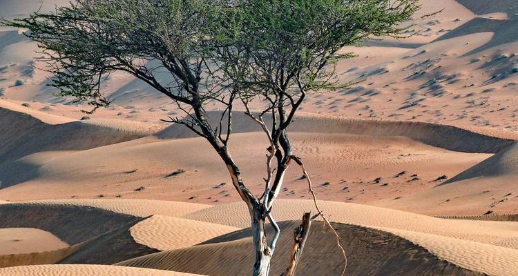 Een eenzame acacia staat tussen de glooiende abrikoskleurige zandduinen in de woestijn.