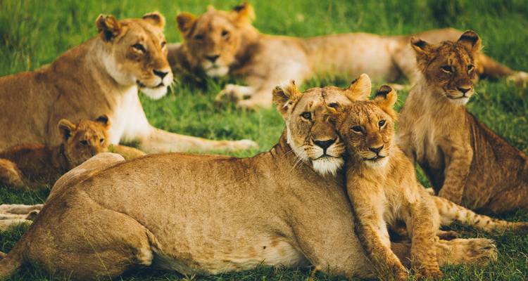Fierté de lions se prélassant sur l'herbe verte de la savane, deux lions se caressant affectueusement au premier plan.