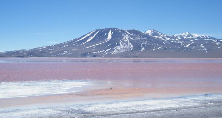 Sneeuw beklede vulkaan rijst uit boven het rode water van Laguna Colorada op het Altiplano.