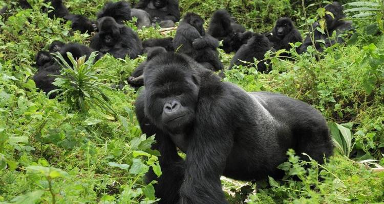 Gorille à dos argenté et son groupe au repos et se nourrissant dans une végétation luxuriante et verdoyante.