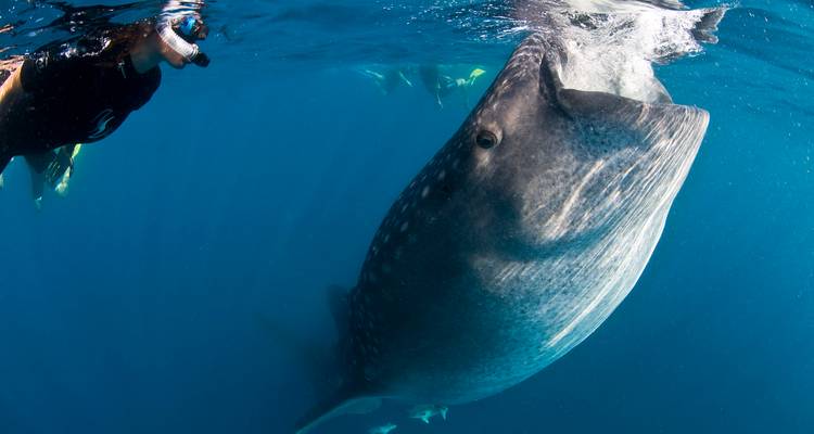 Snorkelaar zwemt naast een gigantische walvishaai in het heldere blauwe water van de Caraïben
