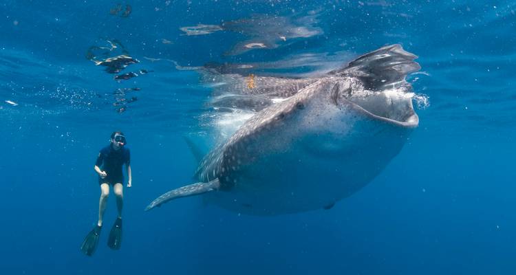 Een snorkelaar die naast een gigantische walvishaai zwemt in het heldere blauwe water van de Caraïben.