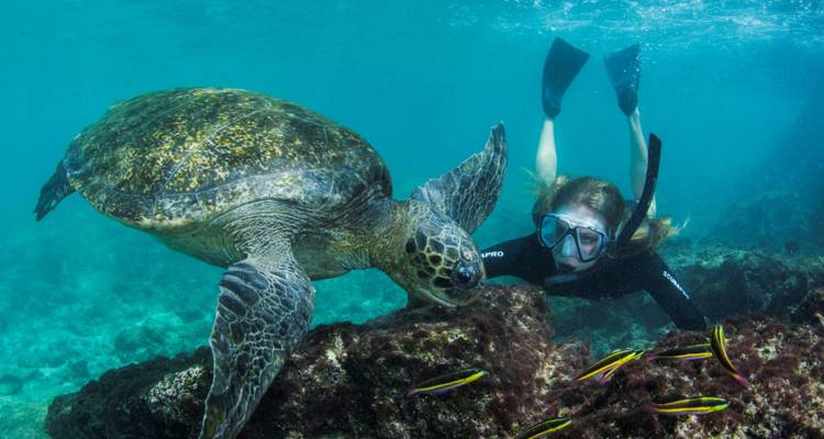 Un buzo con snorkel se desliza al lado de una gran tortuga marina sobre rocas de arrecife coloridas en aguas claras de Galápagos.