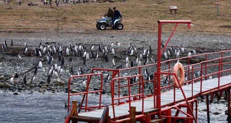 Große Pinguin-Kolonie an einem steinigen Strand mit einem roten Pier im Vordergrund und zwei Personen auf einem ATV bei der Beobachtung.
