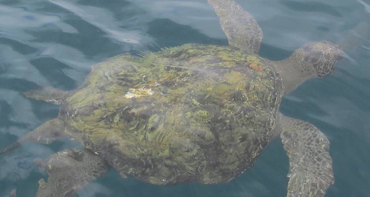 Meeresschildkröte, die knapp unter der Wasseroberfläche schwimmt, ihr geflecktes Panzer ist durch die Wellen sichtbar.