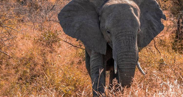 Primer plano de un elefante africano emergiendo del pasto seco y dorado de la sabana.
