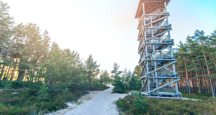 Houten uitzichttoren verheft zich boven een zandpad door het bos tussen dichte naaldbomen in een nationaal park