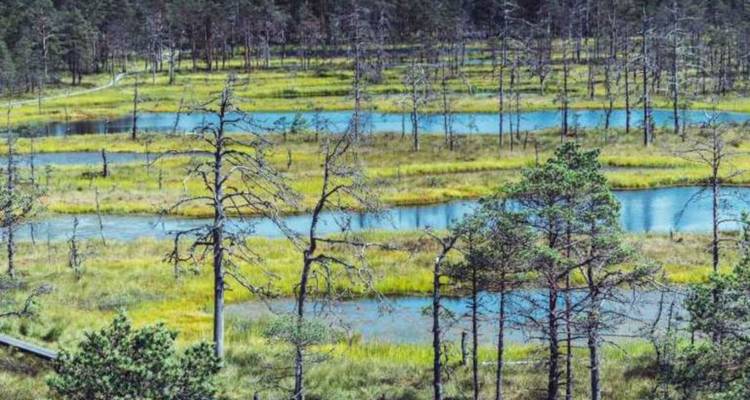 Patchwork van blauwe veenmoerassen en schaarse bomen die een moerassig wildernislandschap creëren