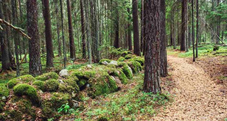 Un sentier paisible à travers une forêt de pins bordé de pierres recouvertes de mousse et d'un tapis d'aiguilles tombées.