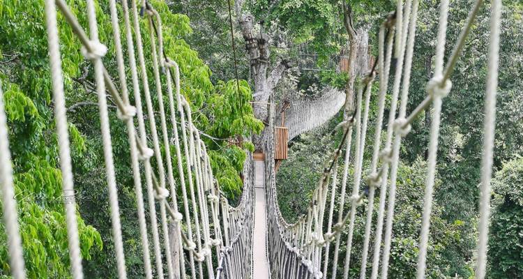 A long rope canopy walkway stretching through lush rainforest treetops.
