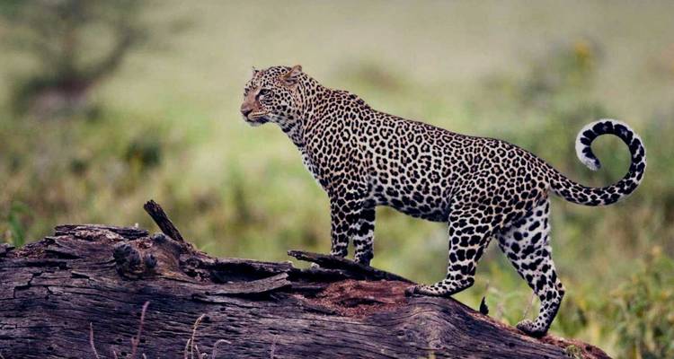 Léopard se tenant majestueusement sur un tronc d'arbre tombé avec un arrière-plan de savane flou