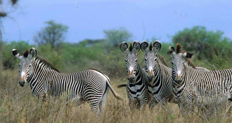Groupe de quatre zèbres de Grevy se tenant en alerte dans l'herbe sèche et haute avec des buissons verts au-delà