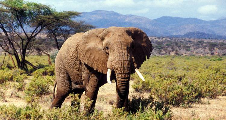 Grand éléphant aux défenses courbes marchant dans la savane arbustive avec un massif montagneux en arrière-plan