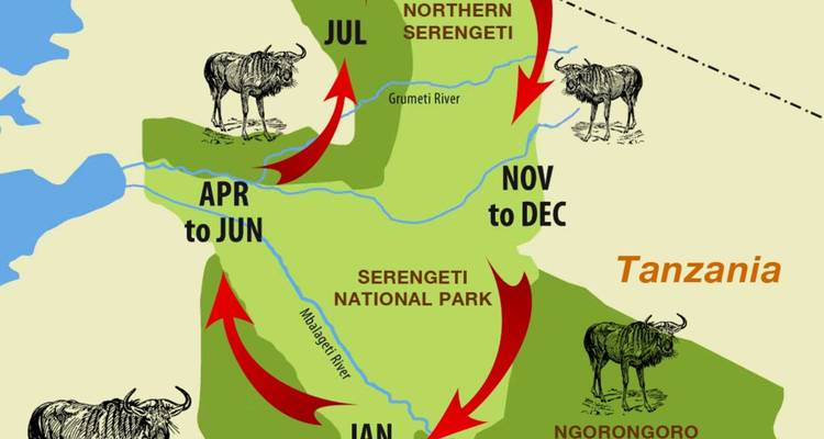 Carte schématique illustrant les itinéraires annuels de la migration des gnous dans le Serengeti et le Maasai Mara