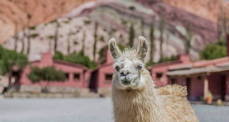 Retrato de cerca de una llama curiosa con las coloridas colinas andinas y edificios de adobe de fondo.