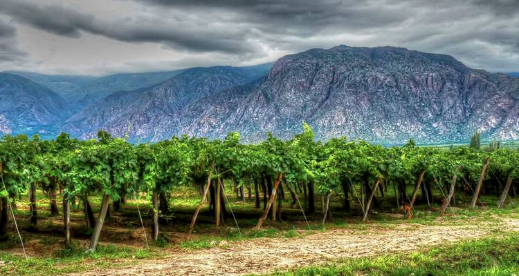 Hileras de viñas verdes se extienden hacia montañas de un color gris pizarra dramático bajo un cielo oscuro.
