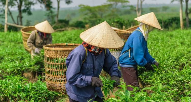 Theeplantagewerkers met puntige hoeden oogsten verse groene theeblaadjes