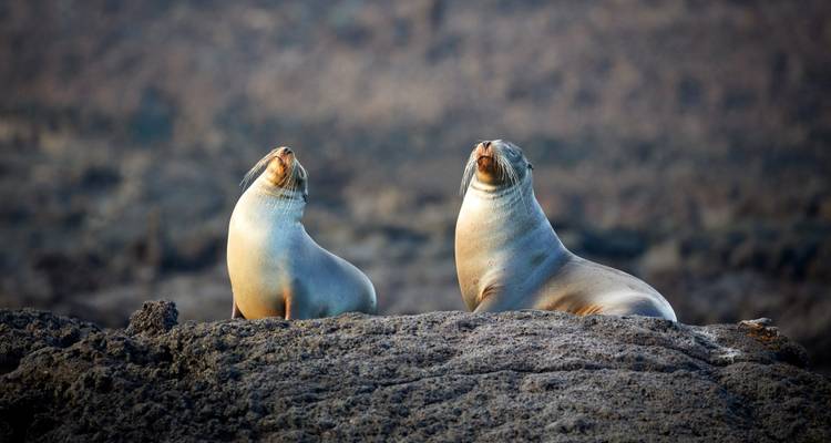 Pareja de leones marinos tomando el sol en rocas volcánicas ásperas con un paisaje de lava desenfocado de fondo