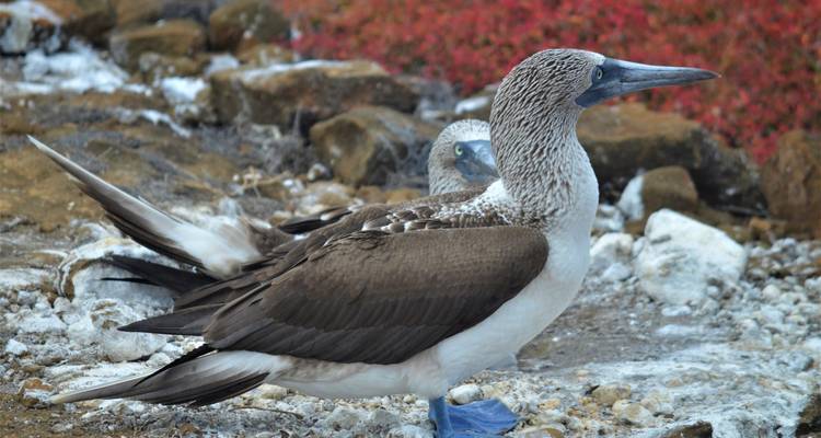 Pájaro bobo de patas azules parado en terreno rocoso con un segundo pájaro parcialmente visible atrás