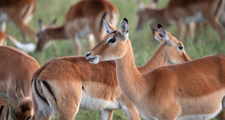 Gros plan d'impalas gracieuses broutant dans l'herbe verte de la savane.