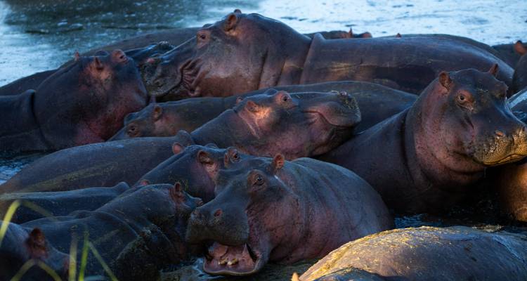 Un groupe dense d'hippopotames se vautre ensemble dans une eau bleu foncé au crépuscule.