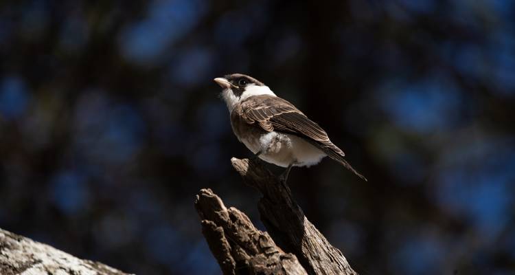 Petit oiseau perché sur une branche baignée de soleil sur fond de forêt sombre.
