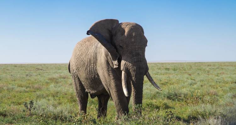 Un éléphant d'Afrique solitaire se dresse dans une prairie dégagée sous un ciel bleu clair.
