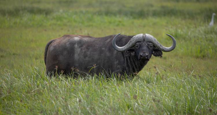 Un buffle du Cap aux cornes massives et incurvées se tient en alerte dans l'herbe verte et haute.