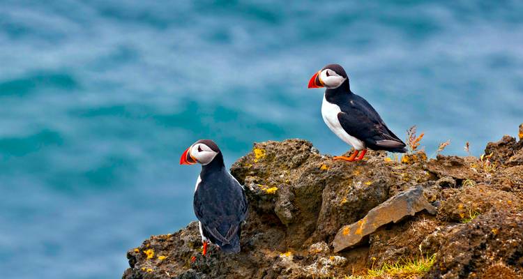 Stel puffins die op een rotsachtige kustklif staan met een turquoise oceaan op de achtergrond.