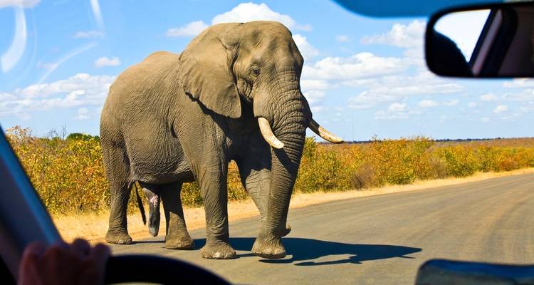 Grote olifant die een geasfalteerde weg oversteekt, gezien door het raam van een safariauto