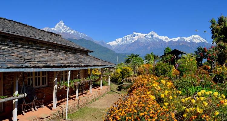 Rustieke cottage omringd door een bloeiende goudsbloem tuin met sneeuwwitte Annapurna pieken op de achtergrond