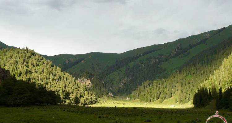 Sonniges alpines Tal mit dichtem Fichtenwald unter bewölktem Himmel.