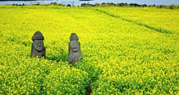 Twee traditionele stenen wachterbeelden staan midden in een uitgestrekt veld vol felle gele koolzaadbloemmen.